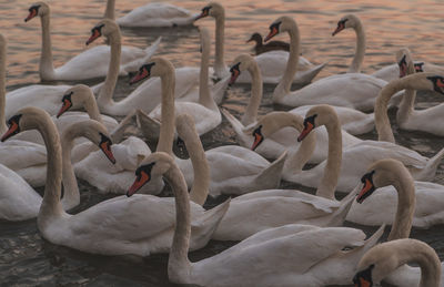 High angle view of swans swimming in lake