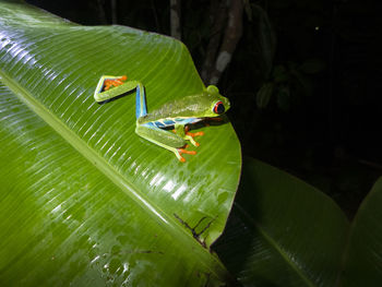 Close-up of green frog on leaves