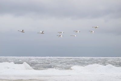 Birds flying over sea against sky