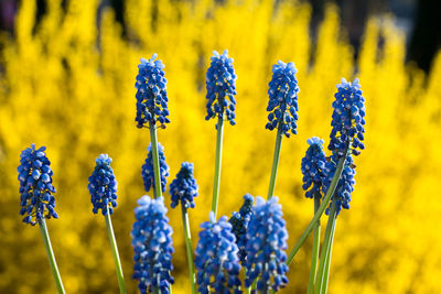 Close-up of flowers on field