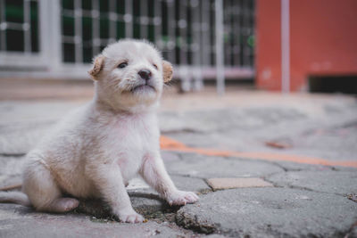 Portrait of a dog sitting outdoors