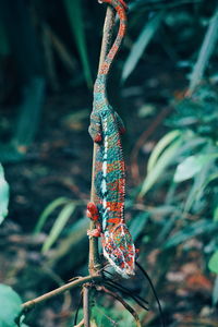 Close-up of chameleon on plant