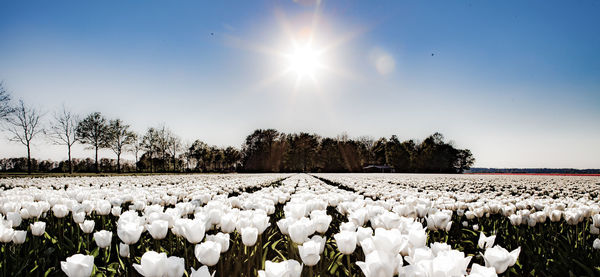 Scenic view of flowering plants on field against sky