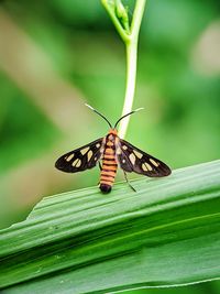 Butterfly on leaf