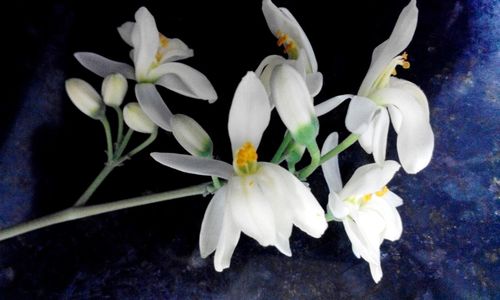 Close-up of flowers blooming outdoors