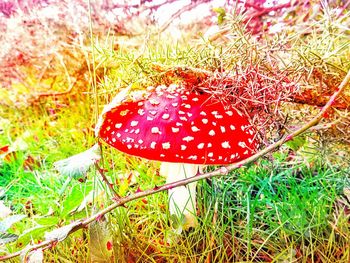 Close-up of fly agaric mushroom on field