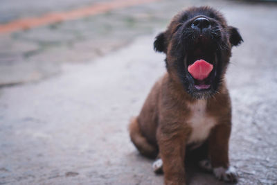 Close-up of a dog on the beach