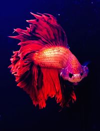 Close-up of fish swimming in aquarium