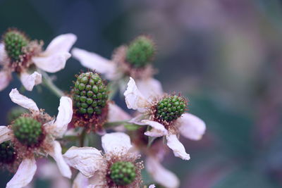 Close-up of white flowers