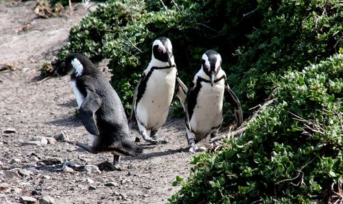 High angle view of penguin on plants