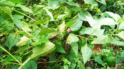 High angle view of insect on plant