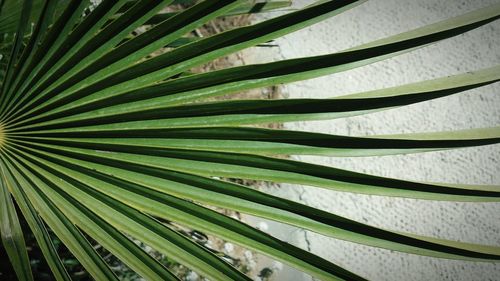 Close-up of palm tree leaves