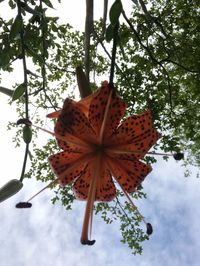 Close-up of flower growing on tree