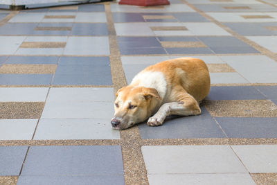 High angle view of a dog sleeping on tiled floor