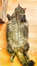 High angle view of cat sitting on hardwood floor