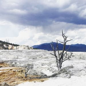 Bare tree on snow covered landscape