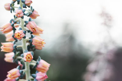 Close-up of flowers against blurred background