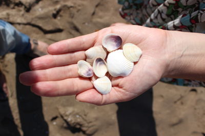 Close-up of hand holding shells