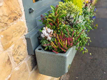 High angle view of potted plant