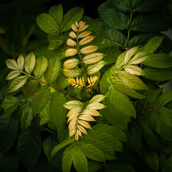 Close-up of leaves