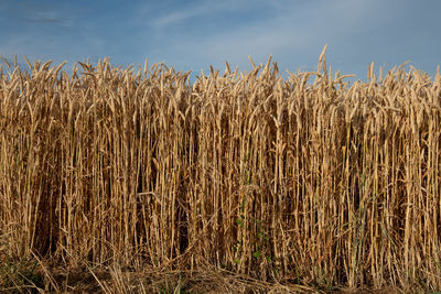 Close-up of wheat field against sky