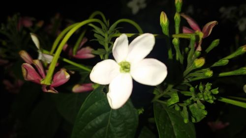 Close-up of white flowering plants