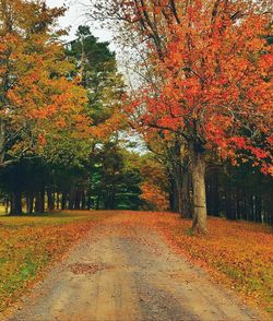 Scenic view of trees during autumn