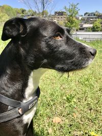 Close-up of dog looking away on field