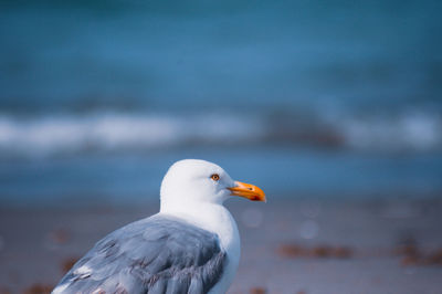 Close-up of seagull