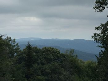 Scenic view of forest against sky