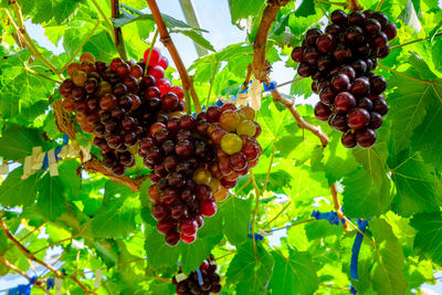 Close-up of grapes growing on tree