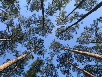 Low angle view of trees against sky