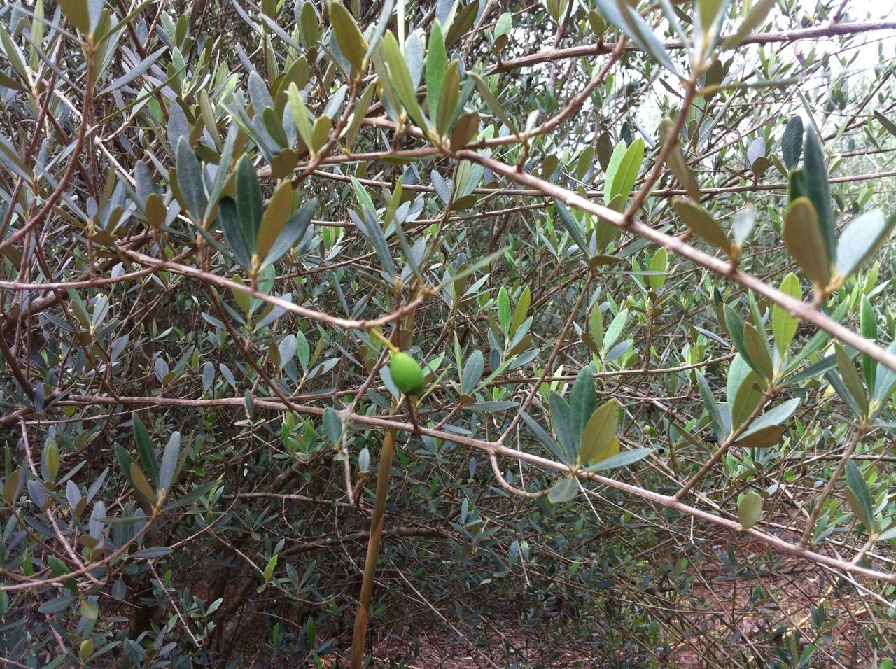 CLOSE-UP OF FRUIT TREE