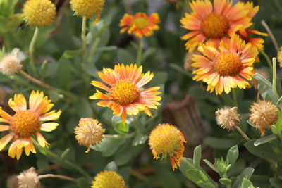 Close-up of yellow flowering plants