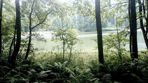 Scenic view of forest