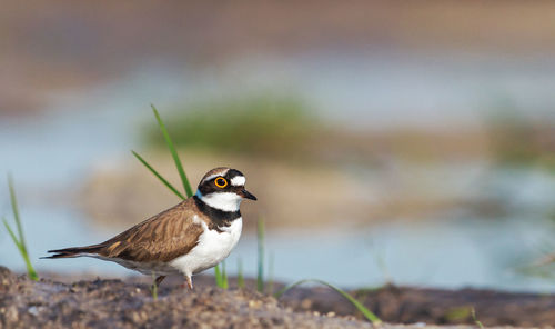 Close-up of bird perching on rock