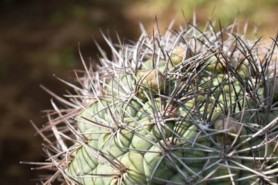 Close-up of cactus growing on field