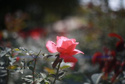 Close-up of pink flowers blooming outdoors