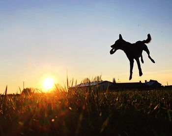 Silhouette dog on field against sky during sunset