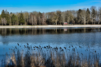 Scenic view of lake by trees against sky