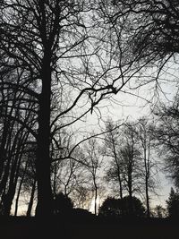 Low angle view of silhouette bare trees in forest