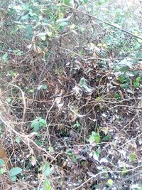 Full frame shot of plants on field