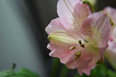 Close-up of pink flower