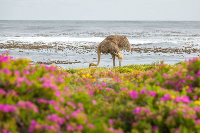 Ostrich walk for living on field at cape of good hope beach , south africa