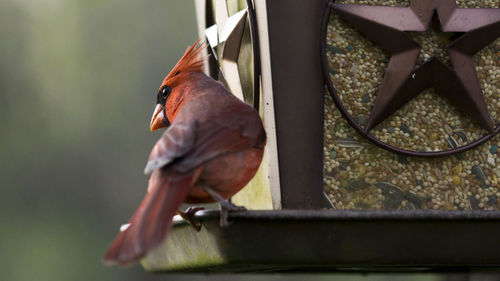 Close-up of northern cardinal perching on bird feeder