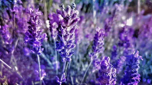 Close-up of purple flowering plants