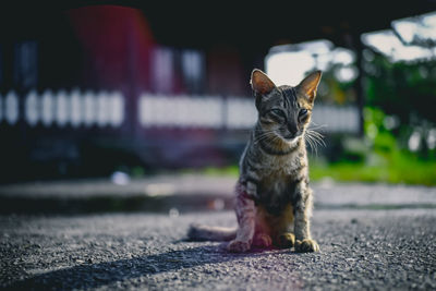 Cat sitting on street