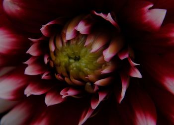 Close-up of fresh pink dahlia blooming outdoors