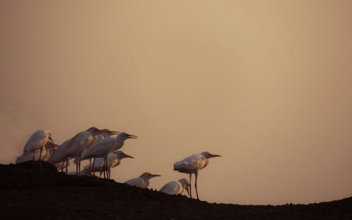 Birds look at the sunset 