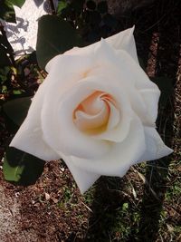 Close-up of rose blooming outdoors